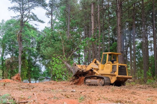 Cost of Trees Clearing in Bloomington