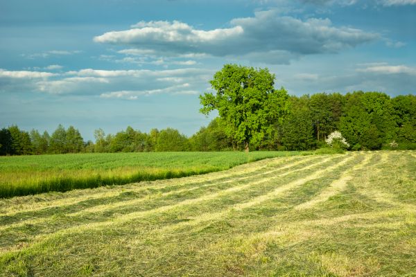 Cost of Vegetation Removal in Bloomington