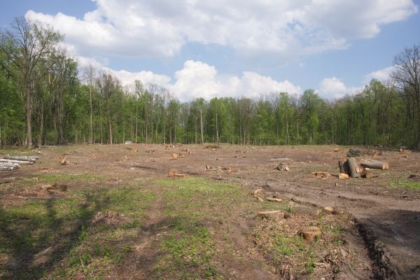 Cost of Pasture Clearing in Bloomington