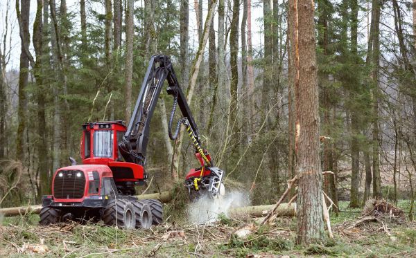 Cost of Forest Clearance Service in Bloomington