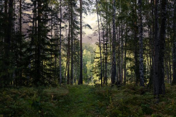 Cost of Pine Tree Clearing in Bloomington