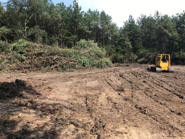 Cost of Thicket Clearing in Bloomington